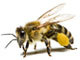 Пчеловодство в Алупке