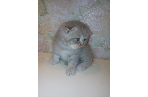 Продам плюшевую шотландскую малышку - Кошки в Севастополе