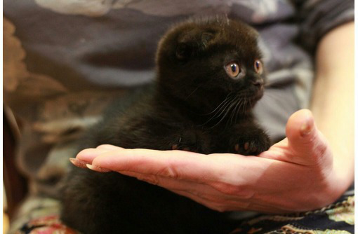 Продам плюшевого шотландского малыша - Кошки в Севастополе