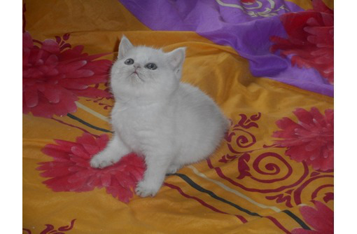 Котик  скоттиш страйт ,окрас камео,очень редкий, красавчик - Кошки в Севастополе