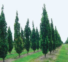 Саженцы деревьев и кустарников оптом - Саженцы, растения в Ялте