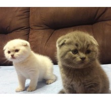Продаются плюшевые шотландские комочки - Кошки в Севастополе