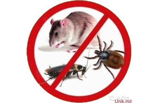 Борьба с грызунами и насекомыми – дезинфекция, дезинсекция, дератизация, последующий контроль - Клининговые услуги в Севастополе