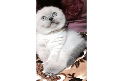 Продам плюшевую малышку с отличными природными данными ласковая - Кошки в Севастополе