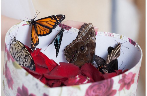 Салют из живых тропических бабочек - уникальный подарок, доступный каждому! - Свадьбы, торжества в Симферополе