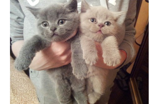 Плюшевые малыши к продаже к лоточку приучены ласковые - Кошки в Севастополе
