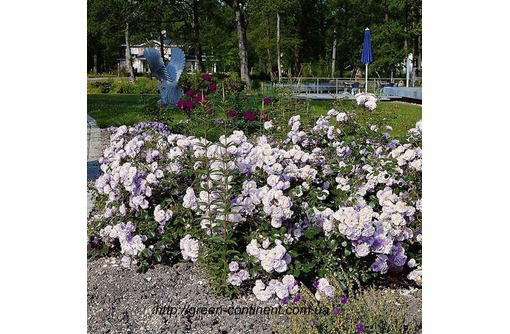 Саженцы любые, почва, перегной от садового центра «Зеленый континент» - Саженцы, растения в Севастополе