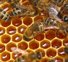 Пчелоинвентарь и всё для пчеловодов. Мед и  Пчелопродукция - для Вас - Пчеловодство в Севастополе