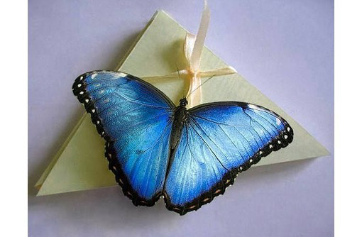 Салют из живых тропических бабочек - уникальный подарок, доступный каждому! - Свадьбы, торжества в Симферополе