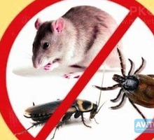 Уничтожение тараканов, блох, клопов, плесени до полного выведения - Услуги по недвижимости в Севастополе