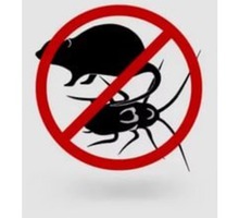Уничтожение блох, клопов, муравьев истребление крыс, мышей - Клининговые услуги в Ялте