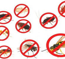 Дератизация, дезинфекция, дезинсекция, уничтожение всех видов насекомых и грызунов - Клининговые услуги в Ялте