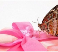 ​Продажа и доставка бабочек в Крыму – «Дом бабочек»: незабываемый подарок - Свадьбы, торжества в Симферополе