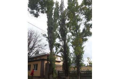 ​Спил и обрезка деревьев в Крыму – полный комплекс услуг, в том числе работа с аварийными деревьями - Ландшафтный дизайн в Феодосии