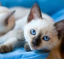 Продаются очаровательные Тайские (старосиамские) котята - Кошки в Крыму