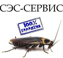 Истребление комаров, клещей, тараканов, клопов и других насекомых, а так же грызунов! Эффект 100%! - Клининговые услуги в Крыму