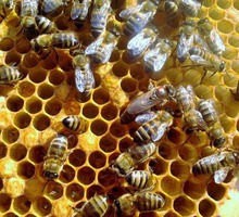Пчелы, пчеломатки Карника, Бакфаст - Пчеловодство в Симферополе