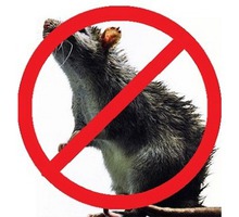 На Вашем участке завелись крысы или полевки? Или Вас беспокоит домовая мышь? Звоните нам!Эффект 100% - Клининговые услуги в Крыму