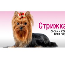 Стрижка кошек и собак в Севастополе - Груминг-стрижки в Севастополе