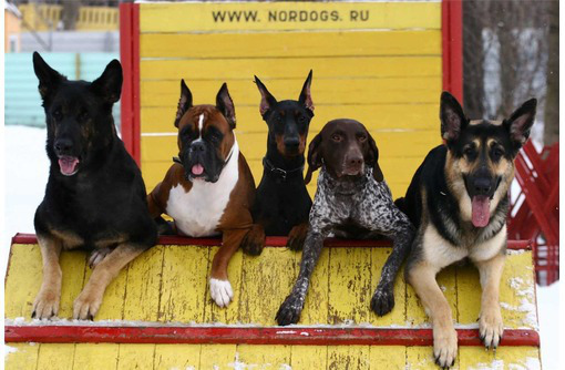 Дрессировка собак индивидуально и в группах - Дрессировка, передержка в Севастополе