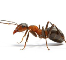 Хотите знать как избавиться от муравьев в доме, квартире или на участке? ЖМИТЕ! - Клининговые услуги в Симферополе