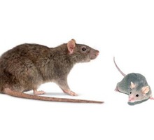 Борьба с крысами: уничтожение крыс-дератизация! Почему важно уничтожение крыс:опасность для человека - Клининговые услуги в Алупке