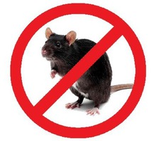 Крысы стали Вашими соседями? не приятно и опасно! Профессиональная дератизация! Безопасно! Жмите! - Клининговые услуги в Белогорске
