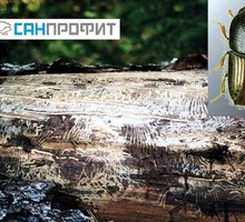 Гарантированное уничтожение короеда древоточца шашеля в деревяннном доме - Клининговые услуги в Севастополе