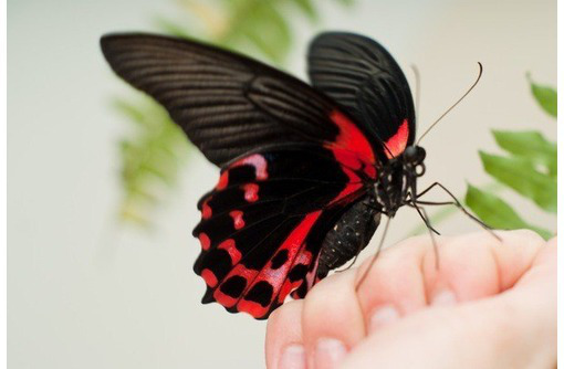Живая бабочка Samia Сynthia (Айлантовый Шелкопряд)