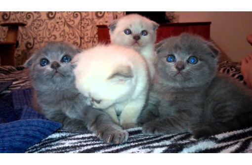 Продам шотландских вислоухих котят - Кошки в Севастополе