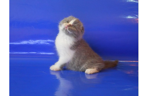 Продам шотландских вислоухих котят - Кошки в Севастополе