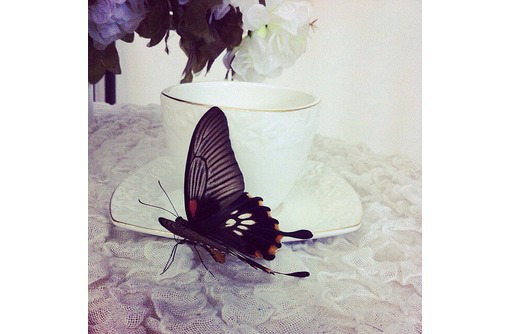 Живые тропические бабочки - Свадьбы, торжества в Севастополе
