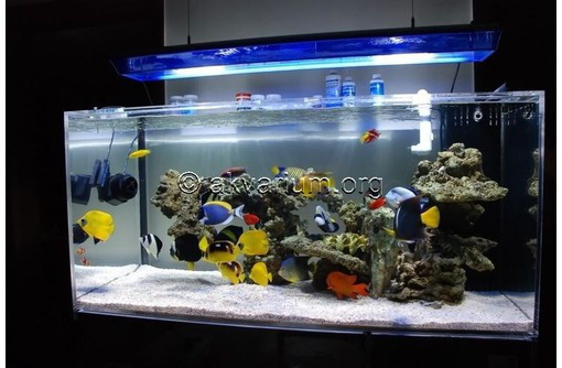 Морской аквариум на заказ Севастополь - Аквариумные рыбки в Севастополе