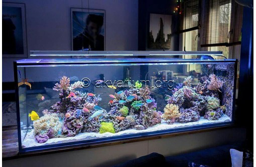 Морской аквариум на заказ Севастополь - Аквариумные рыбки в Севастополе