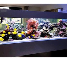 Изготовление морского аквариума на заказ в Ялте - Аквариумные рыбки в Ялте