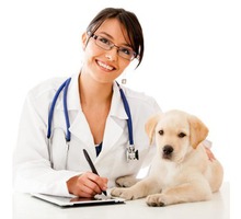 Требуется врач-ветеринар ❗️35 000-60 000 в месяц - Медицина, фармацевтика в Красноперекопске