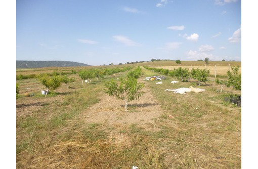 Продам участок с молодым садом персика в с. Новенькое Бахчисарайского района - Участки в Бахчисарае