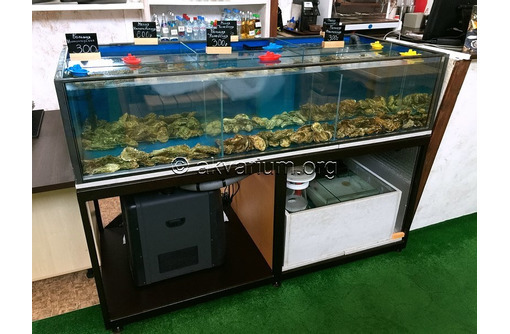 Витрина аквариум для устриц, крабов, омаров, гребешков. Продажа и изготовление в Симферополе - Продажа в Симферополе