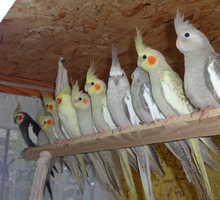 Попугаи Корелла - купить в Севастополе - Птицы в Севастополе