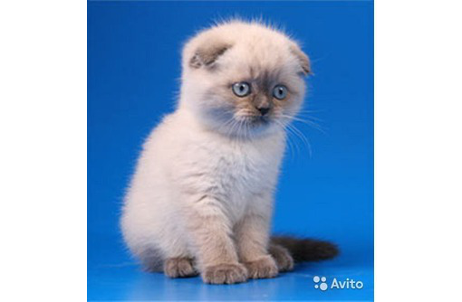 Продам шотландских плюшевых котят - Кошки в Севастополе
