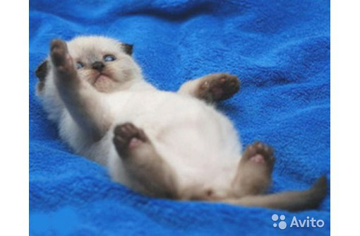 Продам шотландских плюшевых котят - Кошки в Севастополе