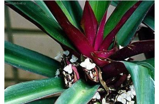 Растение Рео или Традесканция покрывальчатая: экзотика на подоконнике - Саженцы, растения в Севастополе