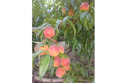 Продам сад персика и черешни вблизи села Угловое - Участки в Бахчисарае