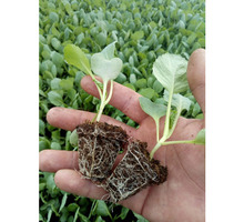 Стимулятор роста растений - органическое удобрение ПроРостим - Грунты и удобрения в Керчи