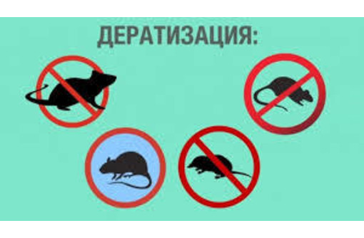 Дератизация. Полное уничтожение мышей, крыс, кротов и других грызунов - Клининговые услуги в Приморском