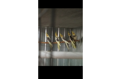 Продам корелл александриков какариков волнистиков - Птицы в Симферополе