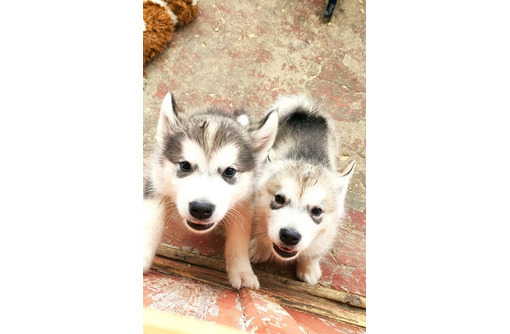 Чистокровные щенки Маламута - Собаки в Севастополе