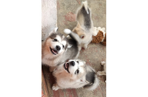 Чистокровные щенки Маламута - Собаки в Севастополе