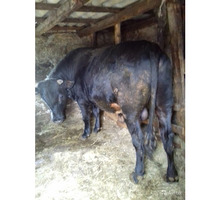Продам быка черной масти на мясо - Сельхоз животные в Крыму