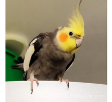 Продам  молодого самца попугая Корелла - Птицы в Феодосии